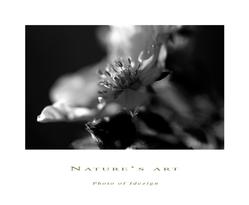 Photoart 23