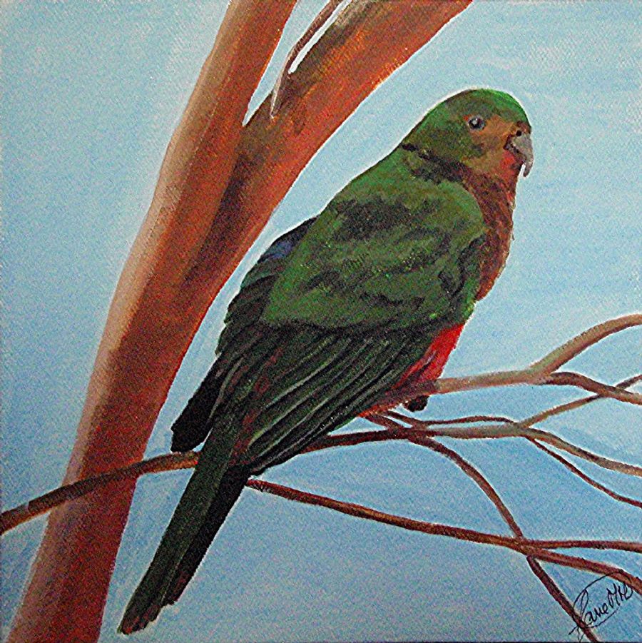 Rosella papgøje