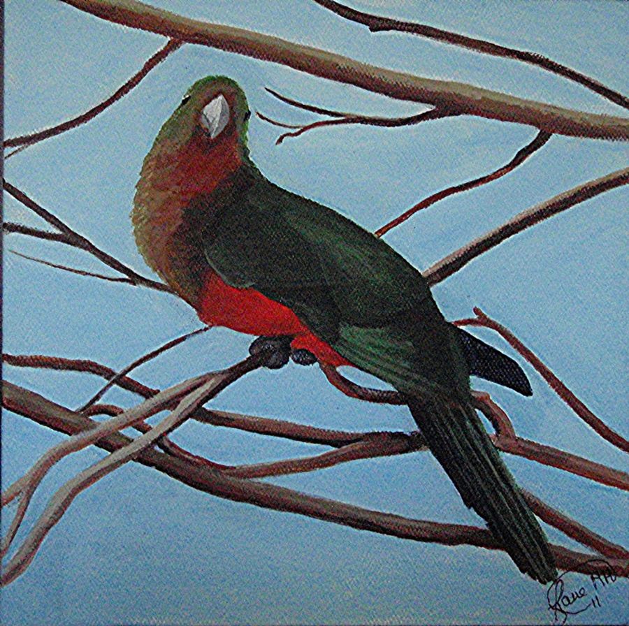 Rosella papegøje