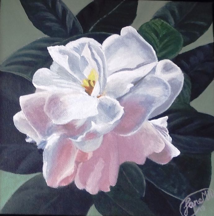 Hvid gardenia