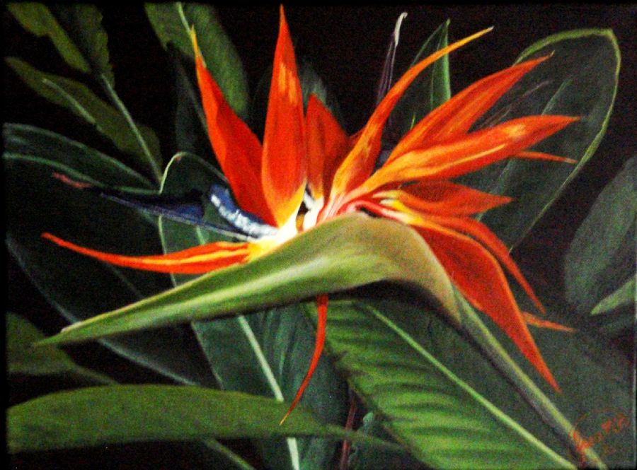 Strelitzia