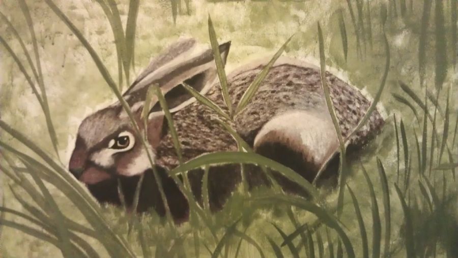 Hare