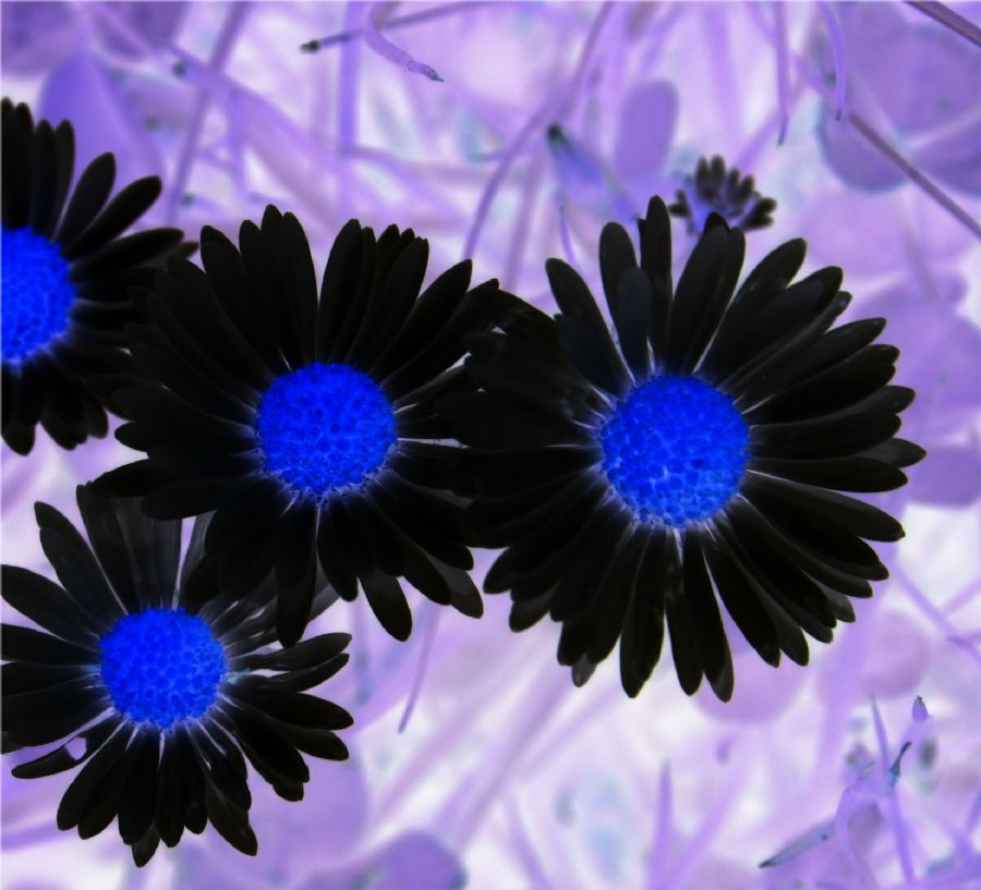 bellis