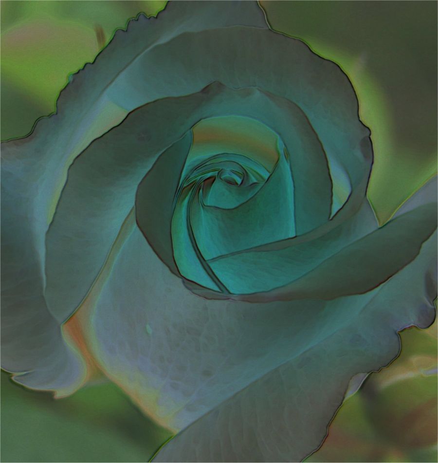 rose