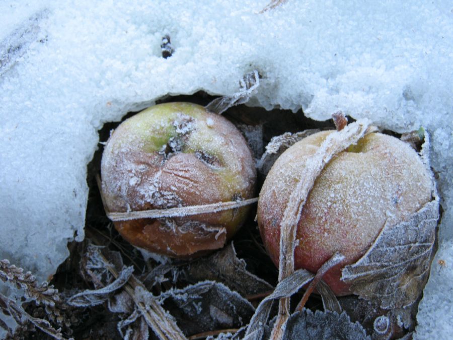 wrapped frozen apples