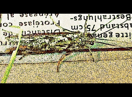 insekt 1