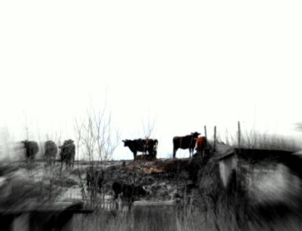Glimsholt