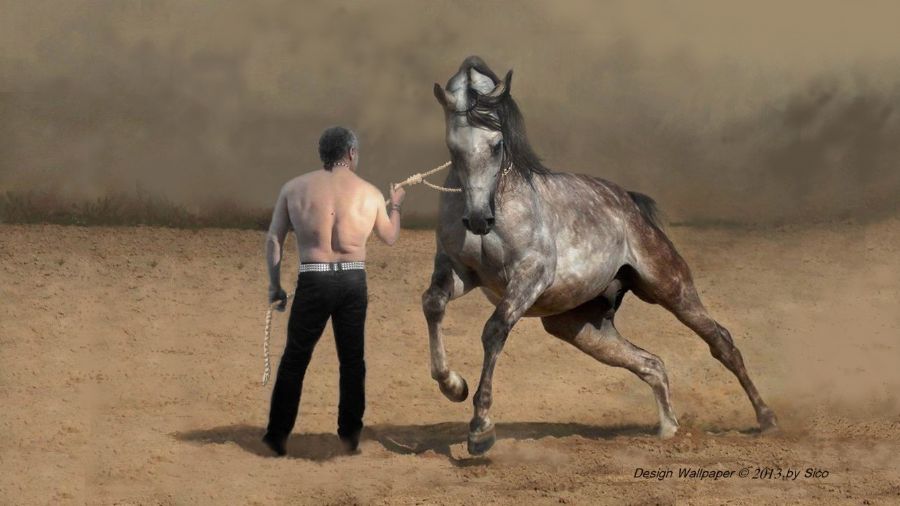 Wallpaper; "my horse"