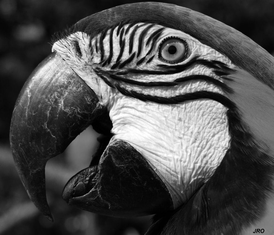 Macaw