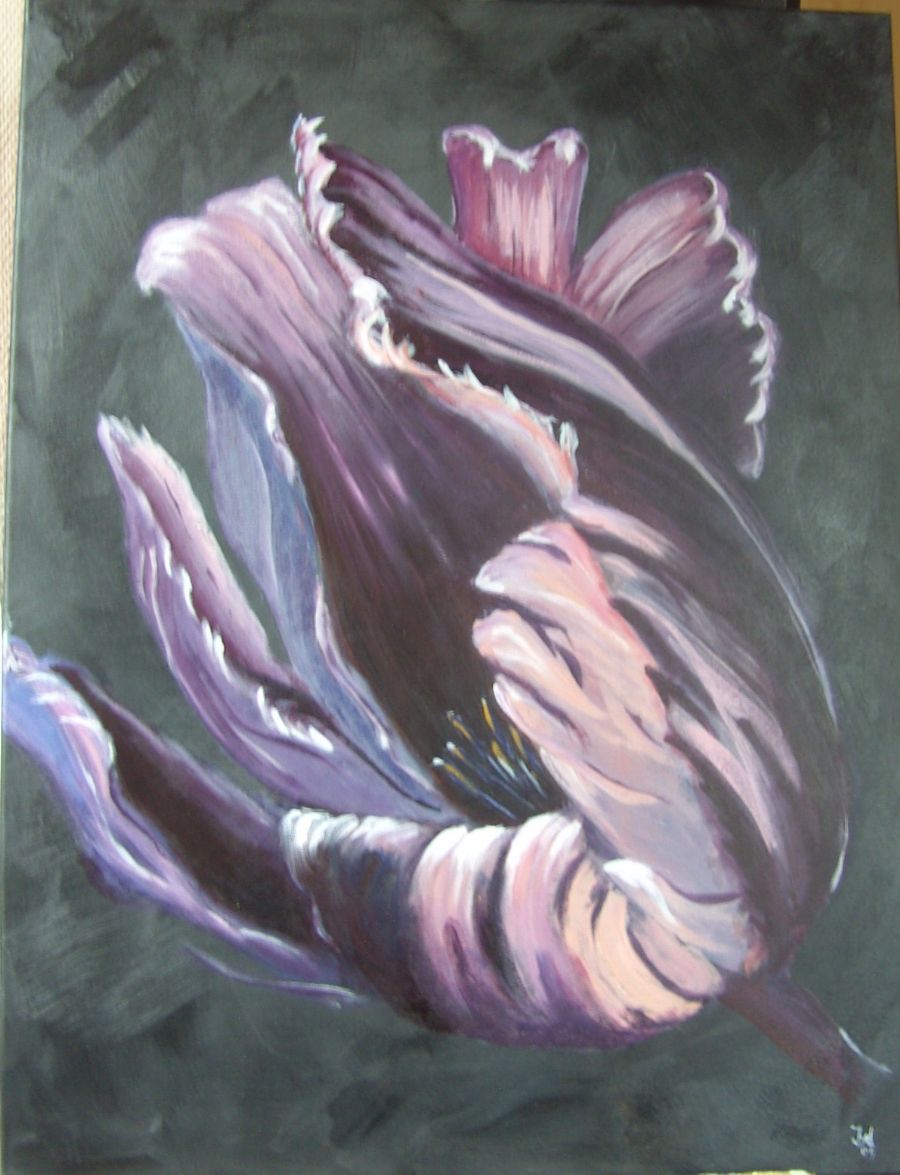 sort tulipan