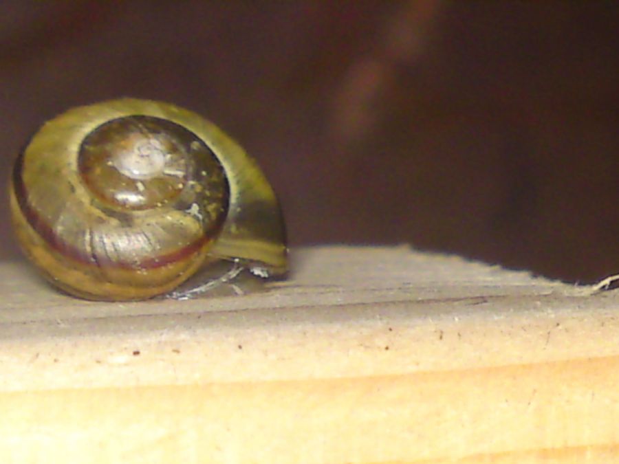Snegl1