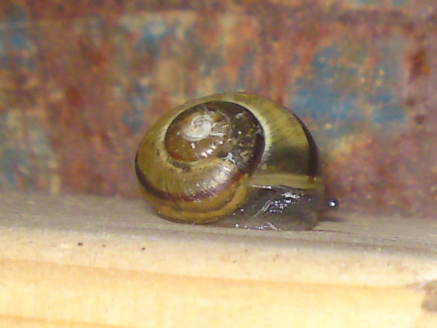 Snegl2