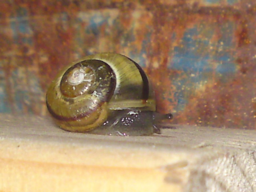 Snegl3