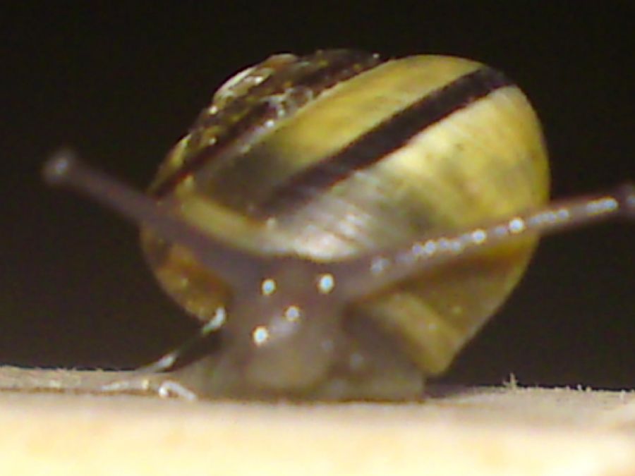 Snegl6