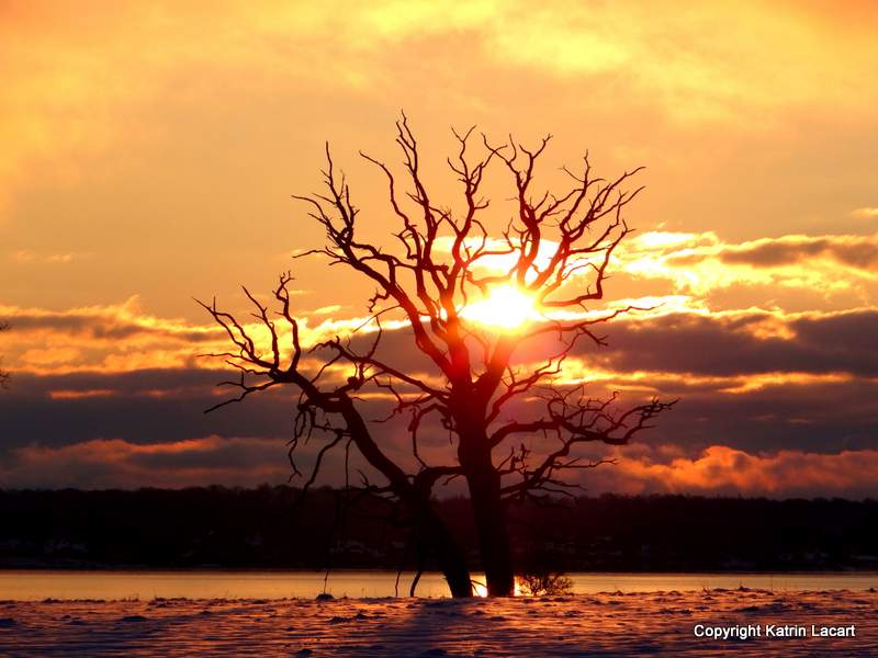 Sunrise in the tree