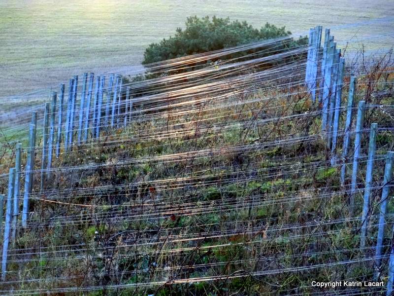 Vine Plantage