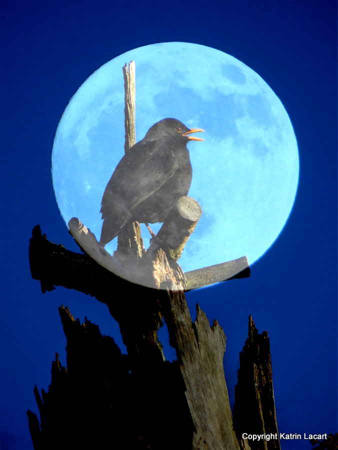 Bird in moonlight