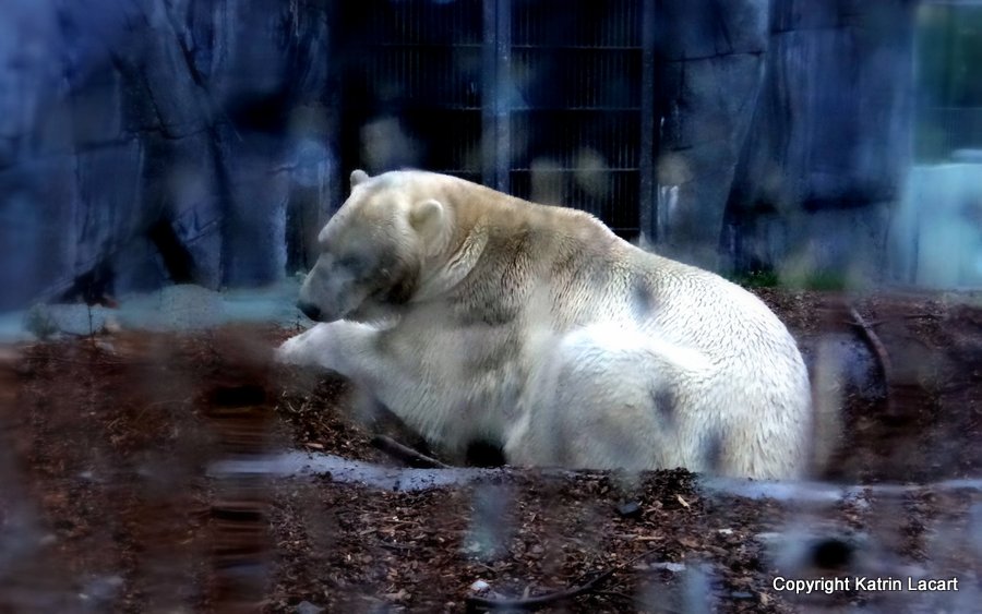 Icebear in dreams