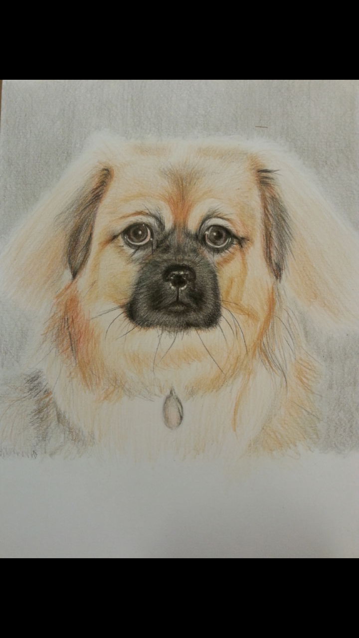 Tegning af hund
