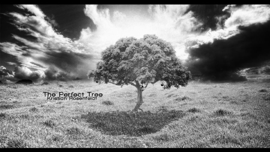 The Perfect Tree