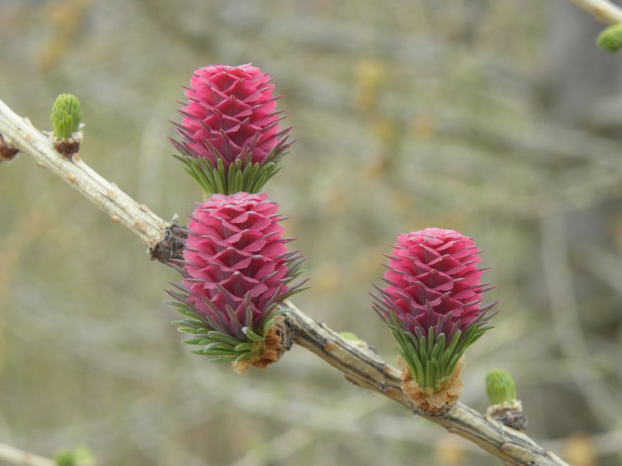 Når lærken blomstrer