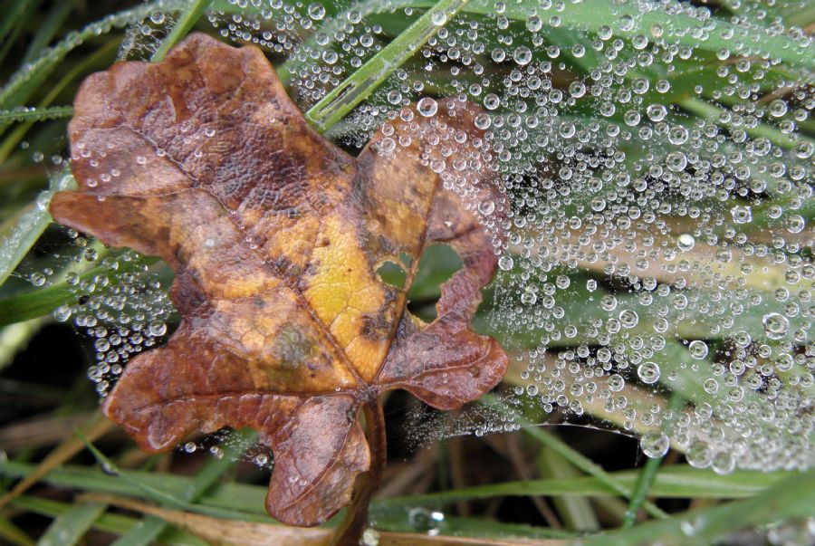 Et blad i duggen