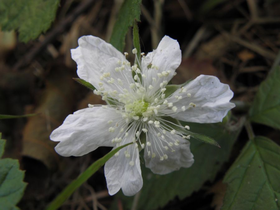 Den lille anemone