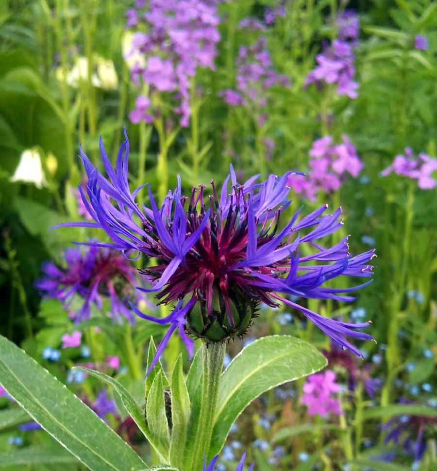 Lilla tidselblomst