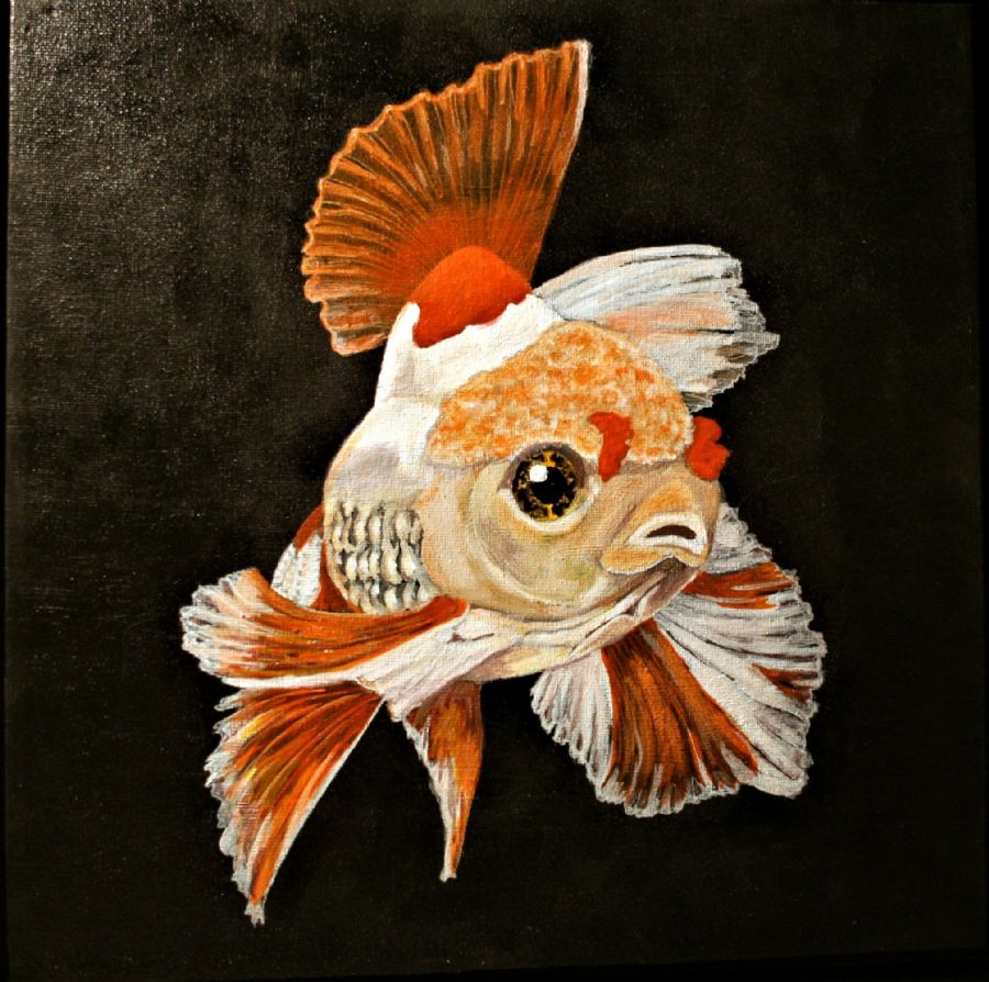 Fancy goldfish