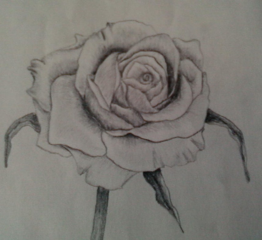 rose