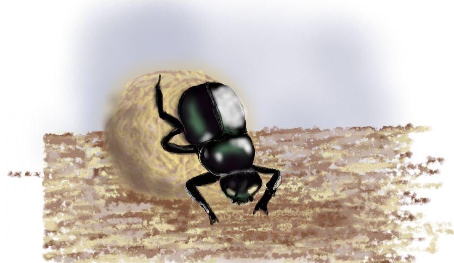 Skarabæ