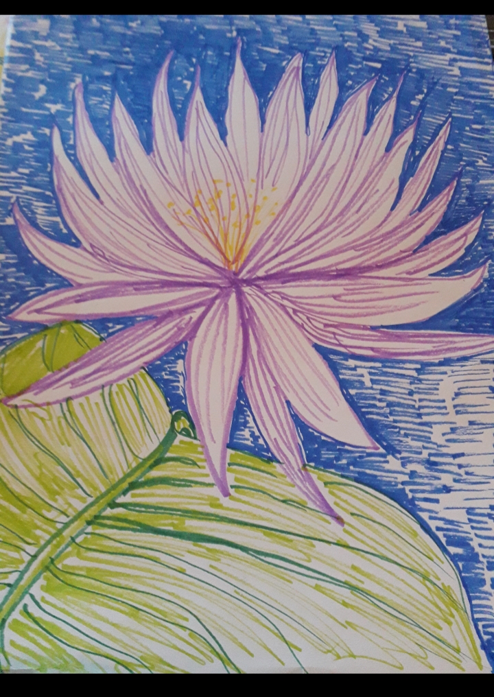 Lotus blomst