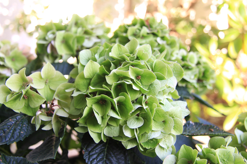 Hortensia