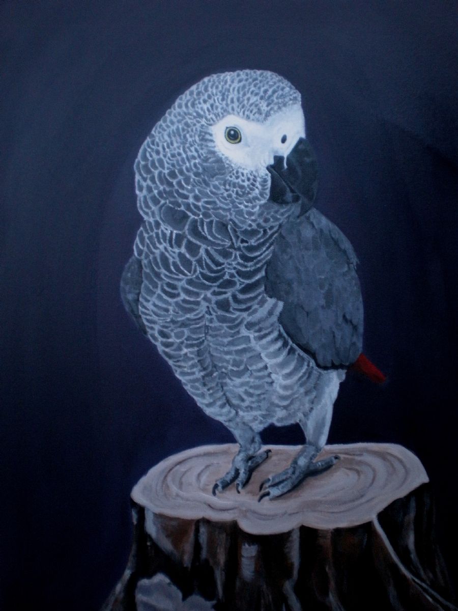 African Grey Parrot
