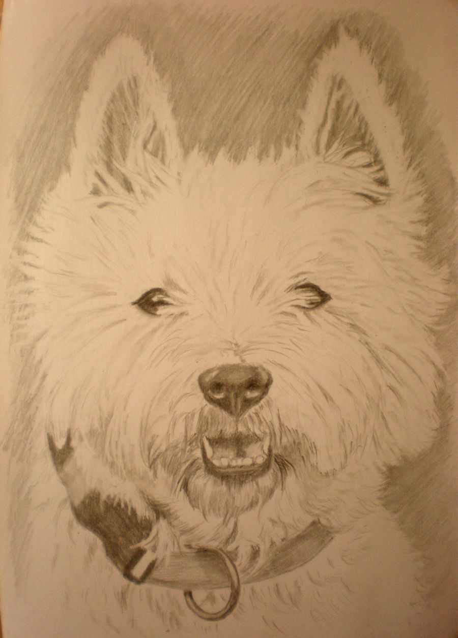 Westie