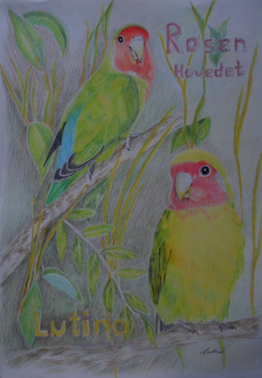 Lovebirds
