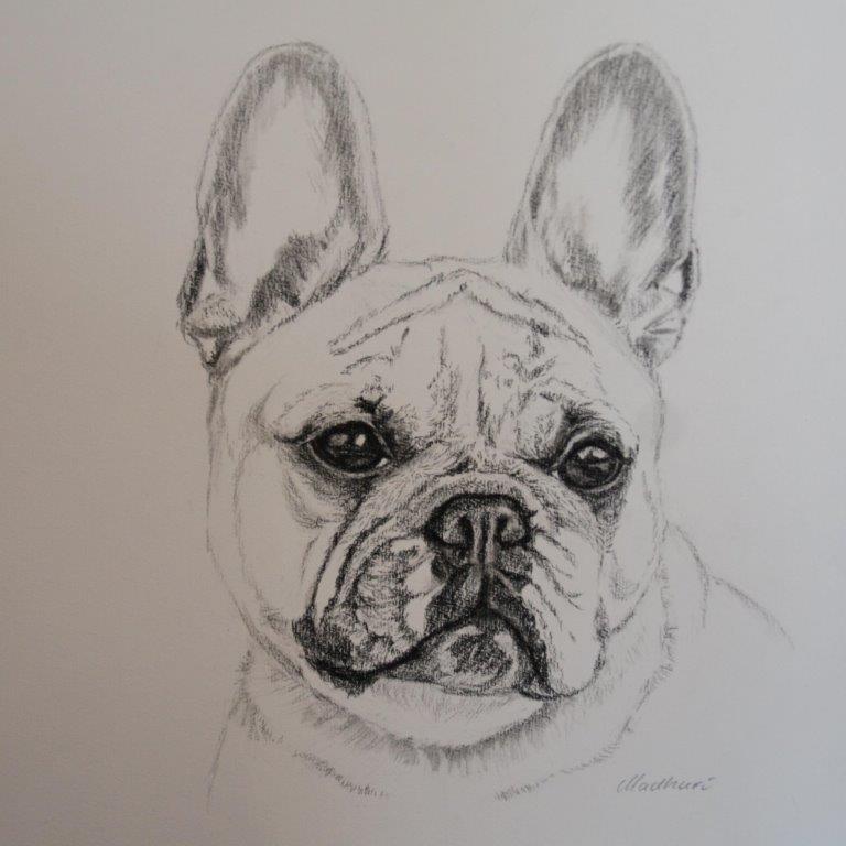 Fransk bulldog Debbie