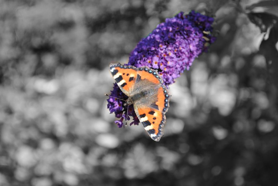 Butterfly