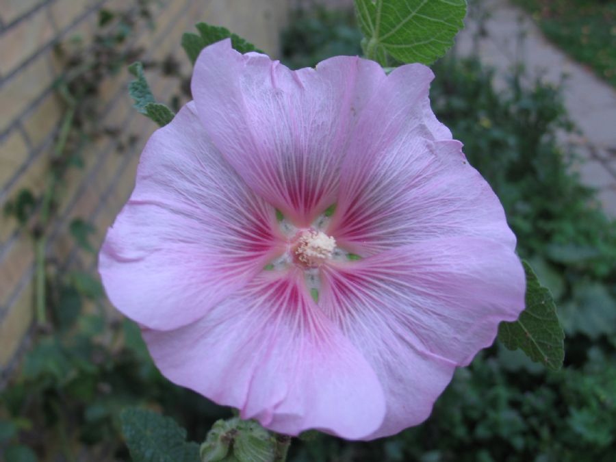 Stokrose