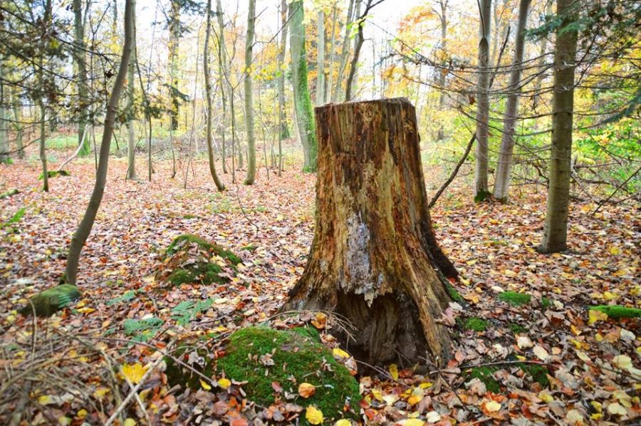 Træstub i efterårsskovbund