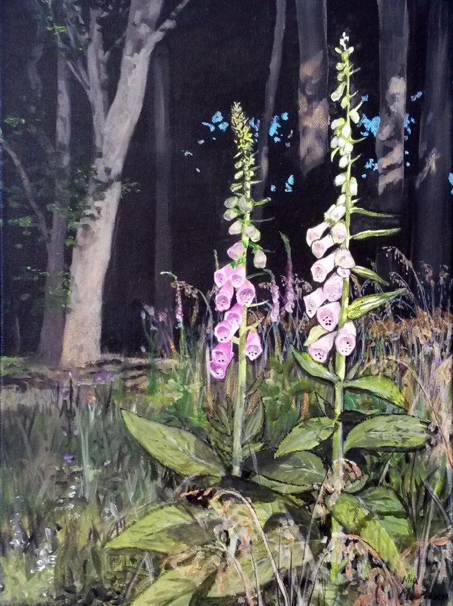 Digitalis i skoven
