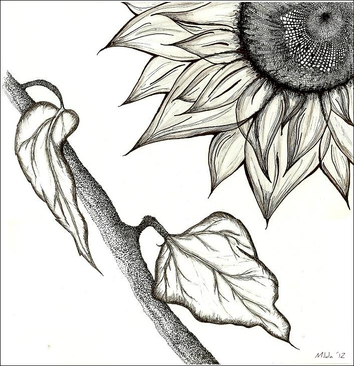 solsikke