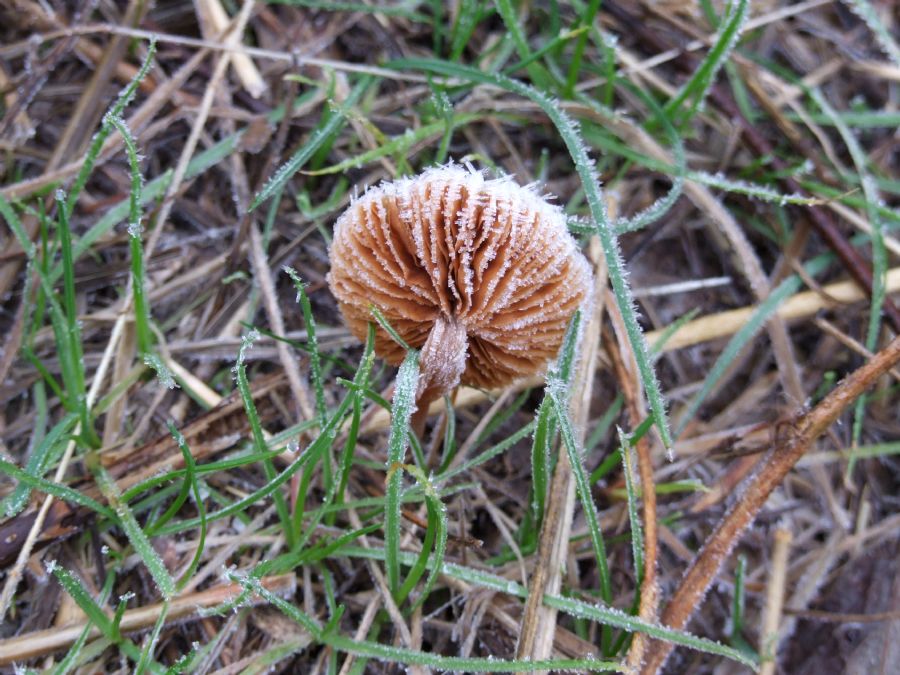 frost