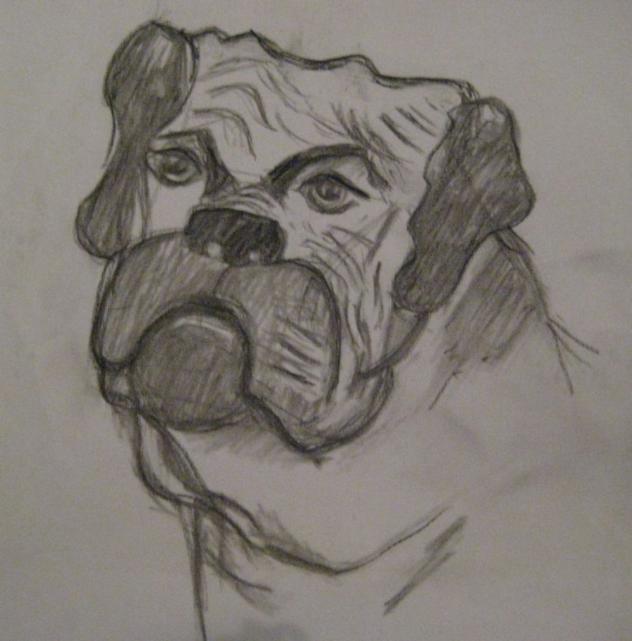 Bulldog