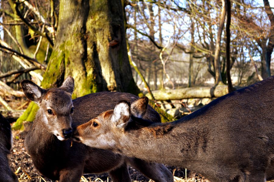Kissing Bambi
