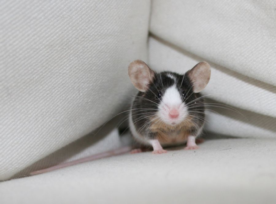 Mr. Jingles