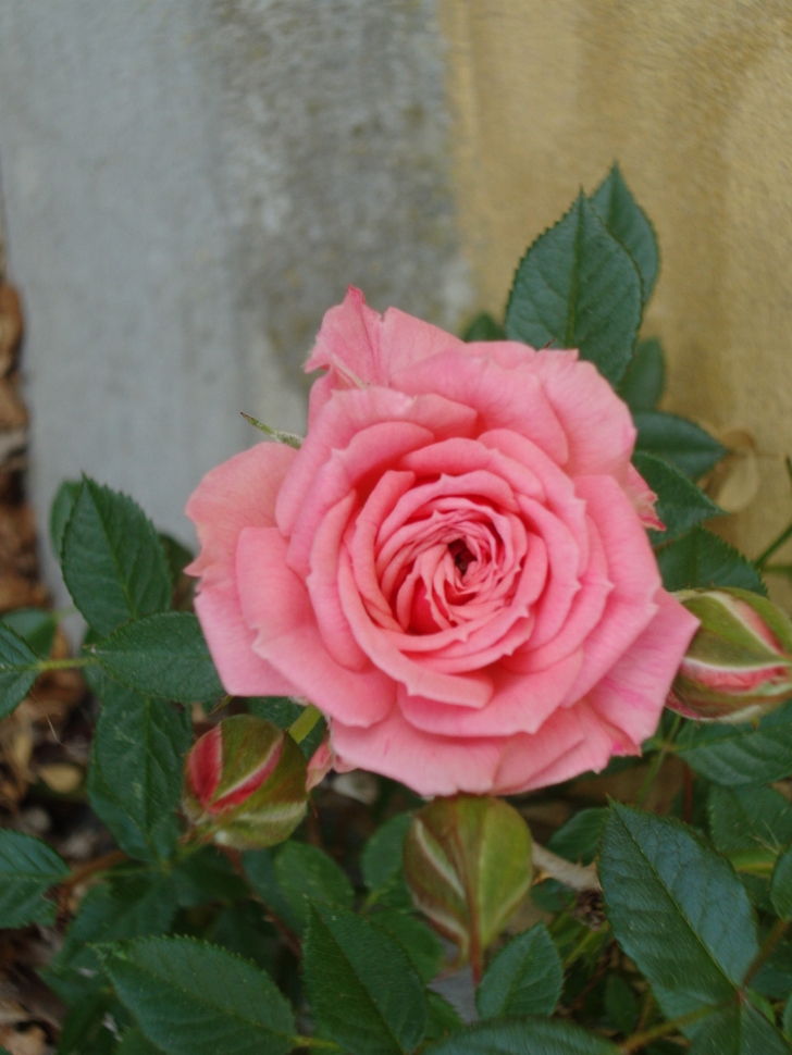 En rose så jeg skyde