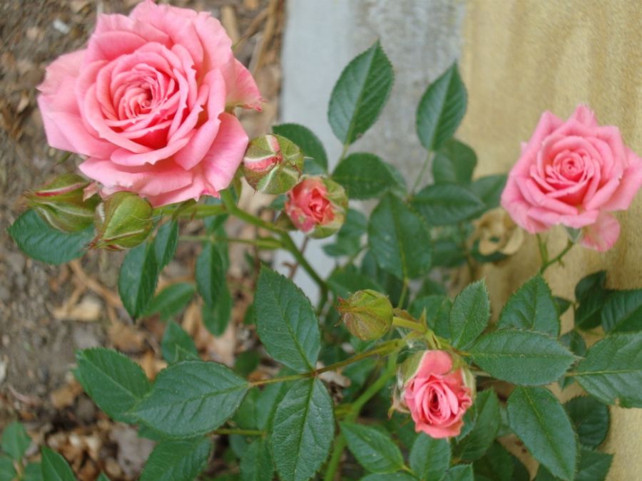 Vanskelige forhold kan man rose