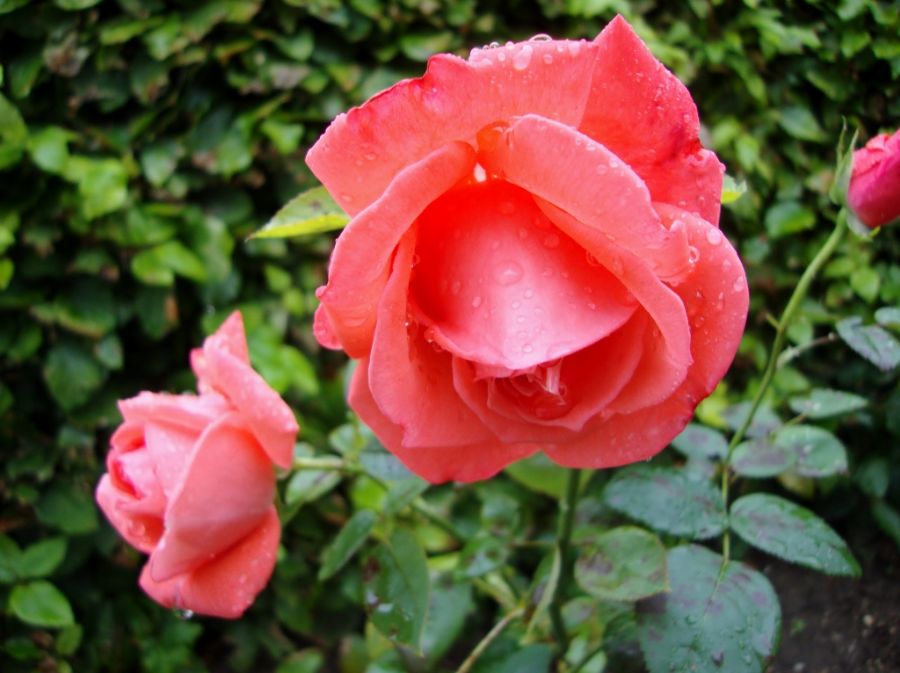 Træt rose