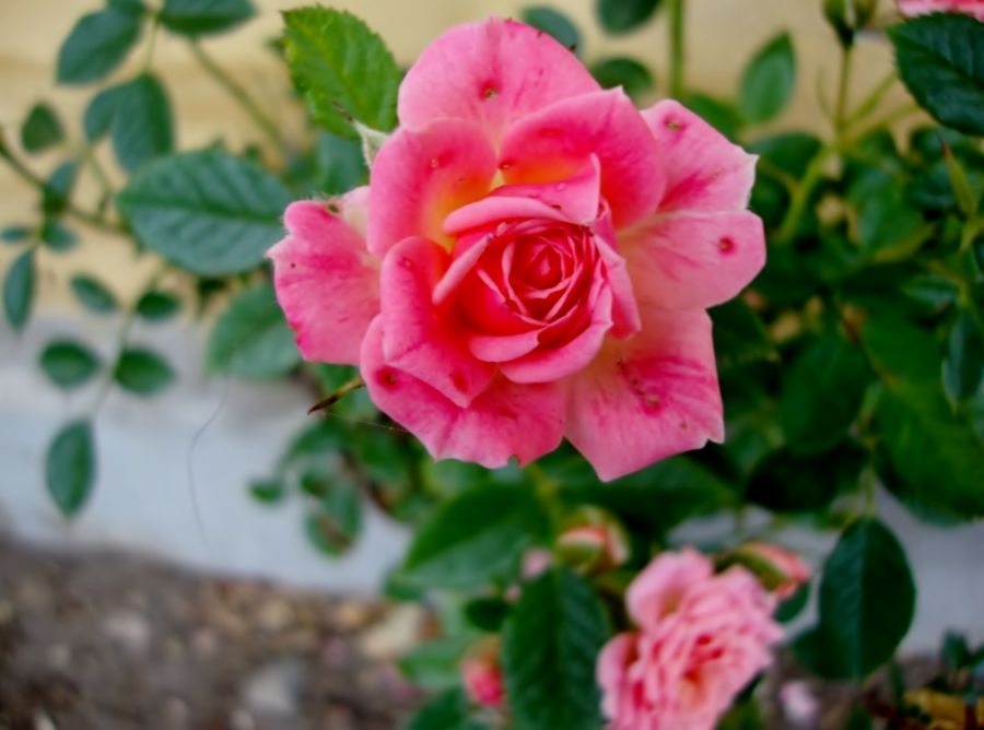 Årets sidste rose